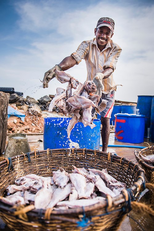 Negombo Fish Market