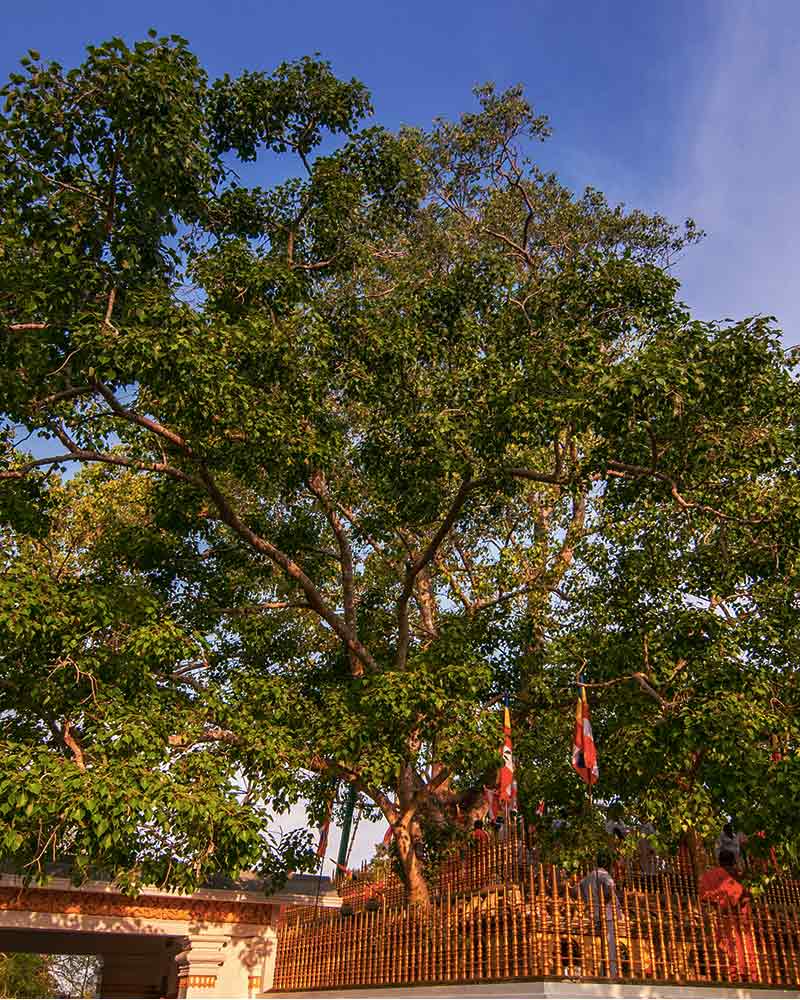 Sri Maha Bodhi Tree