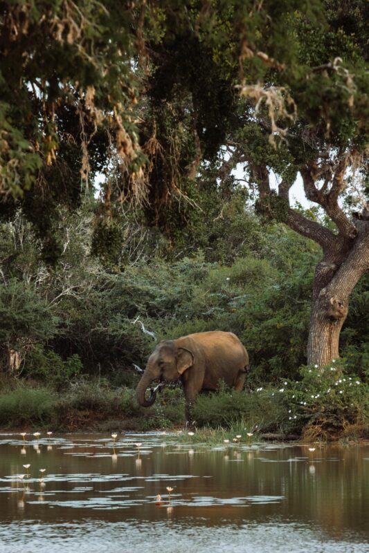 Tissamaharama & Yala National Park