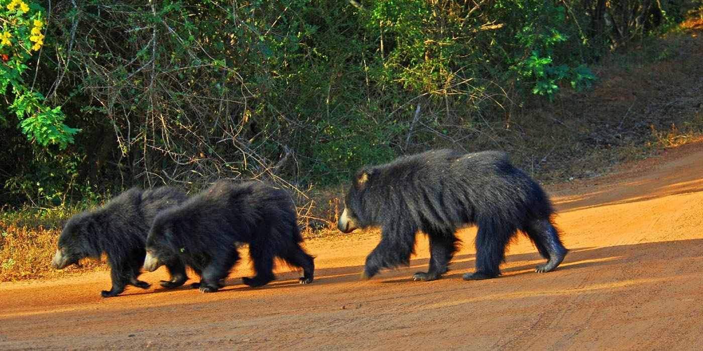 Tissamaharama & Yala National Park